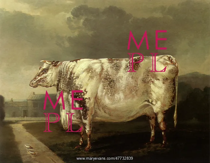  : An Old Cow