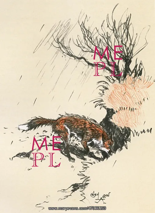 : An old dog fox scratching at the ground : An old dog fox scratching at the ground