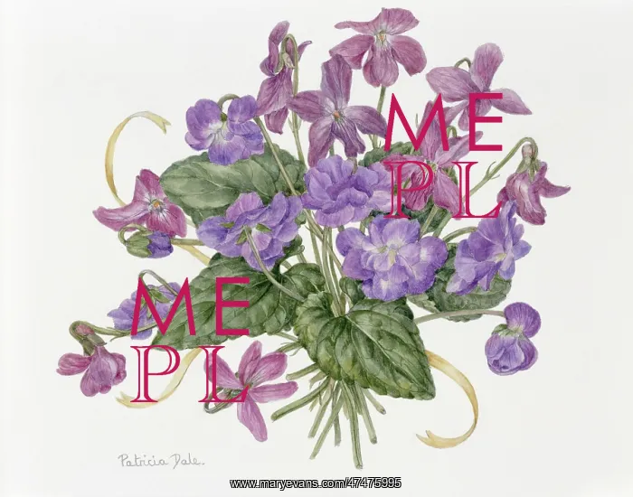  : Old Early Violets