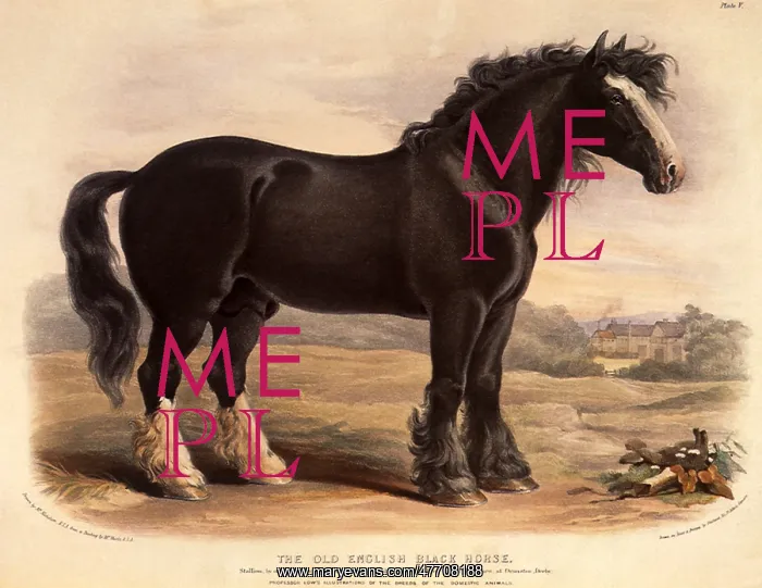  : The Old English Black Horse