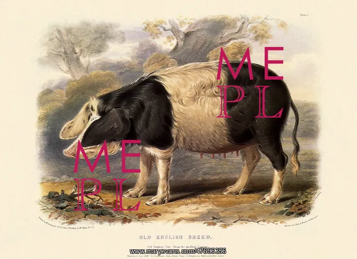  : Old English Breed, Sus scrofa