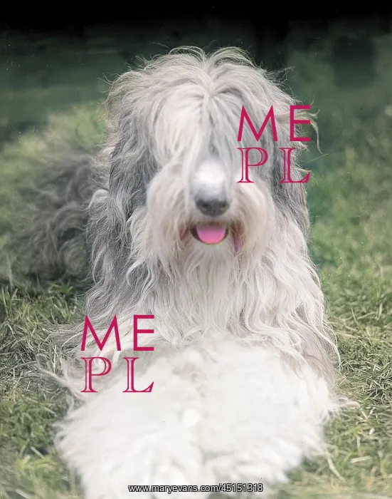  : Old English Sheepdog