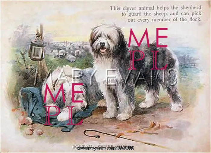 : OLD ENGLISH SHEEPDOG : OLD ENGLISH SHEEPDOG