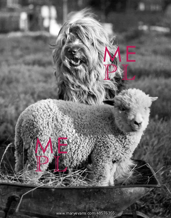 : Old English Sheepdog and lamb : Old English Sheepdog and lamb