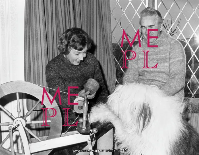 : Old English Sheepdog turned into wool, Cornwall : Old English Sheepdog turned into wool, Cornwall