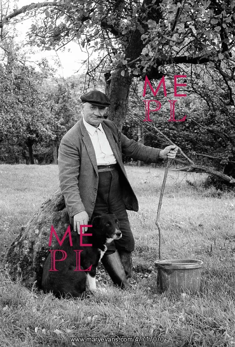 : Old farmer with dog in orchard : Old farmer with dog in orchard