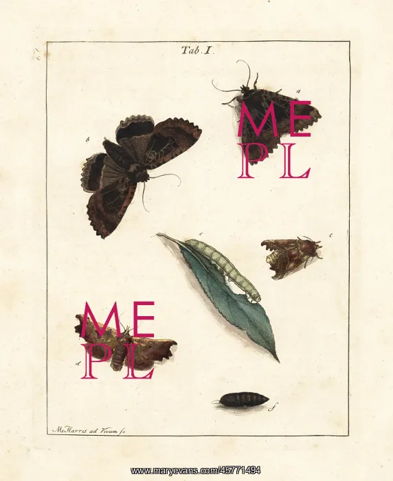 : The old lady and herald moths : The old lady and herald moths