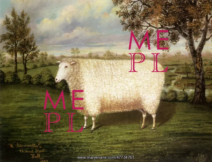  : Old Lincoln Sheep