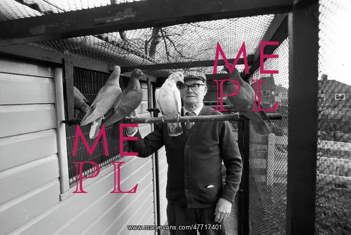 : Old man in pigeon loft, Stoke : Old man in pigeon loft, Stoke