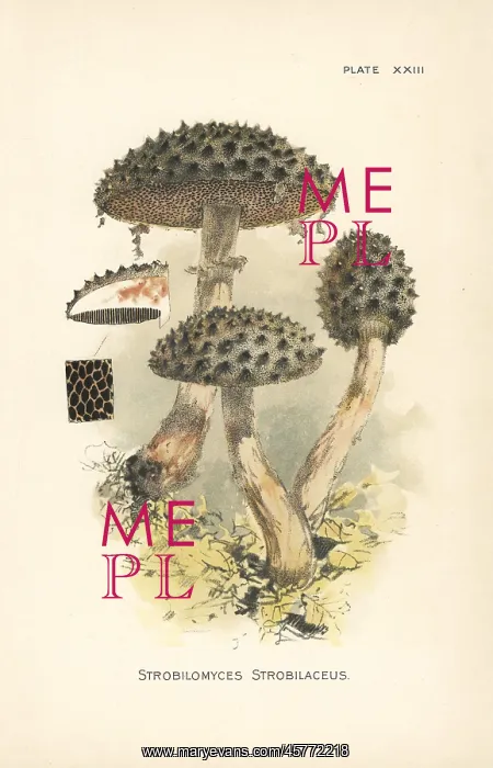 : Old man of the woods, Strobilomyces strobilaceus : Old man of the woods, Strobilomyces strobilaceus