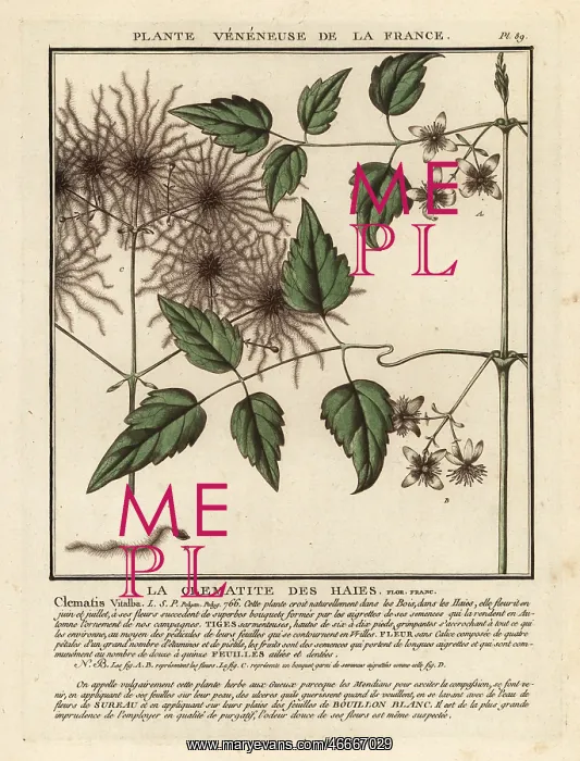 : Old man's beard, Clematis vitalba : Old man's beard, Clematis vitalba