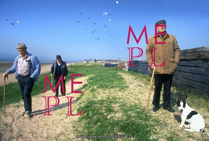: Old men and pigeons, Askam, Cumbria : Old men and pigeons, Askam, Cumbria