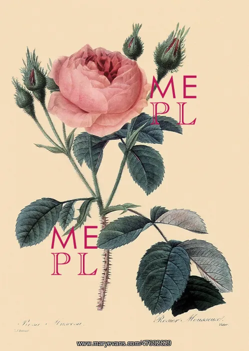 : Old Moss Rose : Old Moss Rose