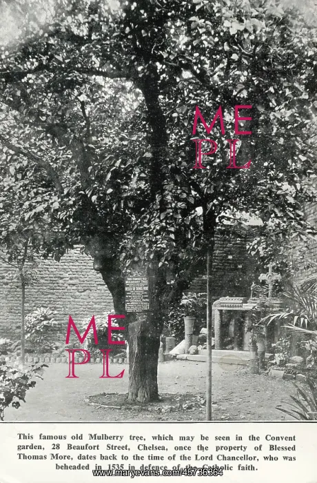 : Old Mulberry Tree - Convent Garden, Beaufort Street, Chelsea : Old Mulberry Tree - Convent Garden, Beaufort Street, Chelsea