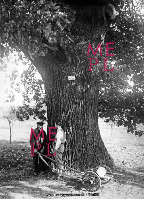 : Old oak under conservation, 1933 : Old oak under conservation, 1933