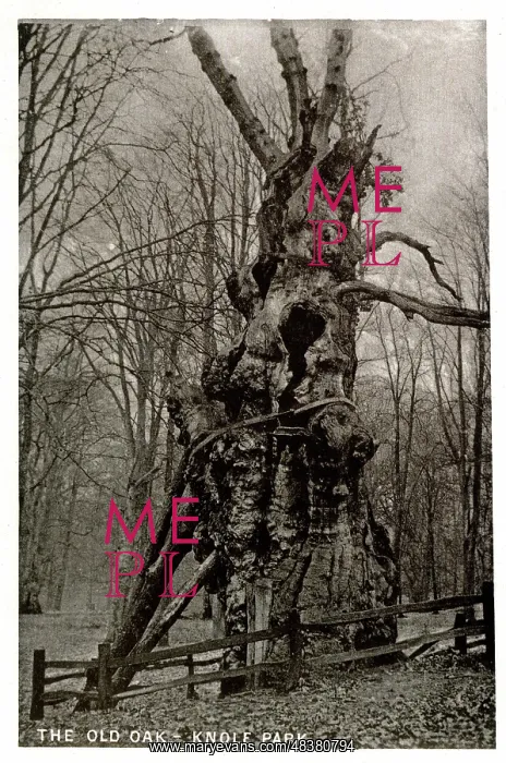 : The Old Oak Tree, Knole Park, Kent : The Old Oak Tree, Knole Park, Kent