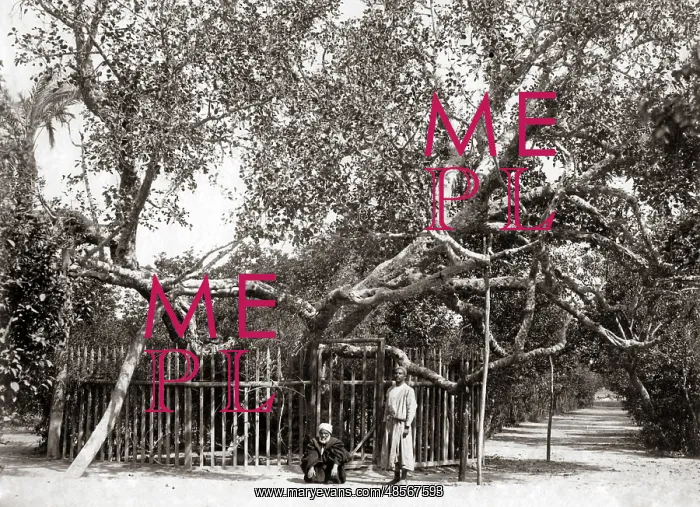  : Old Olive tree in the Garden of Gethsamane 1800s