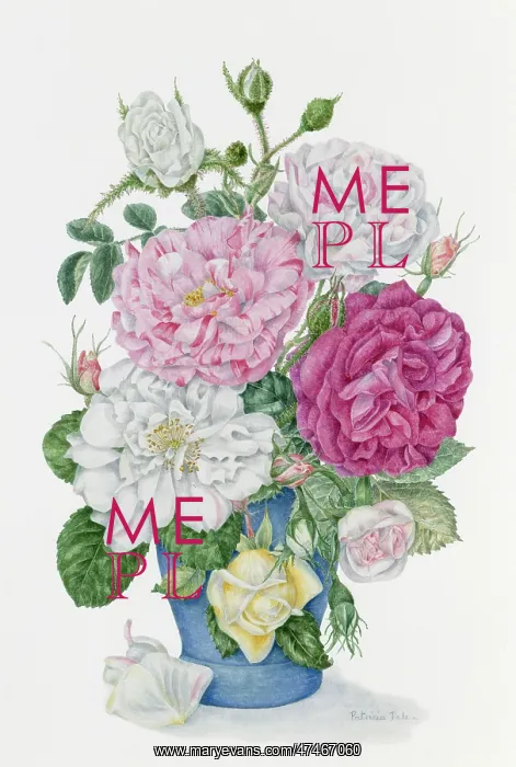: Old Roses - Blanch Moreau, Rosa Mundi, York and Lancaster : Old Roses - Blanch Moreau, Rosa Mundi, York and Lancaster