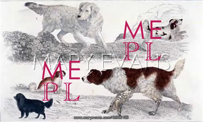 : FIVE OLD SPANIEL TYPES : FIVE OLD SPANIEL TYPES