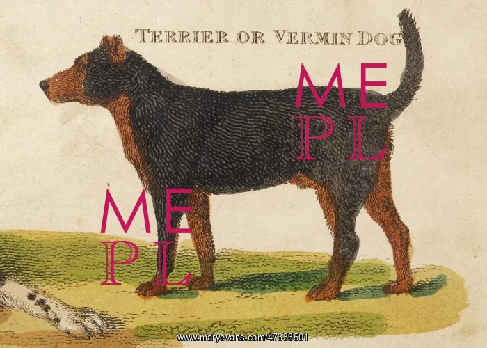 : OLD TYPE TERRIER : OLD TYPE TERRIER
