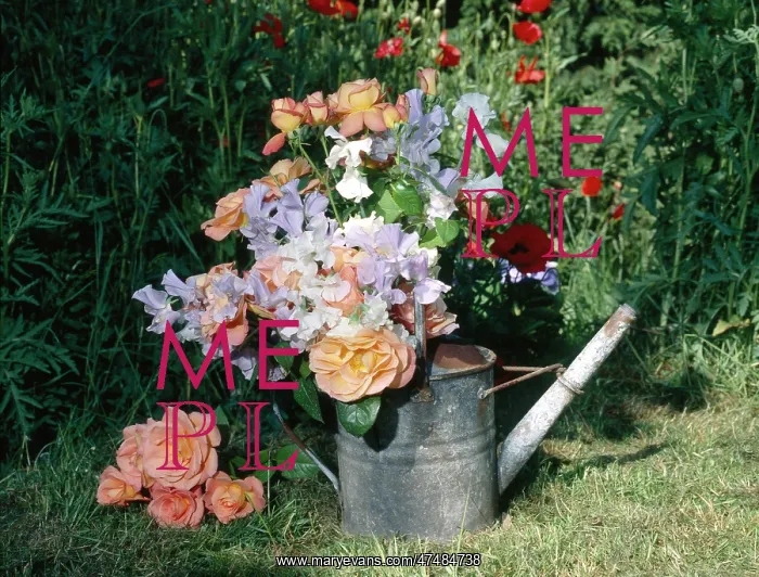  : Old Watering Can with Peach Roses etc