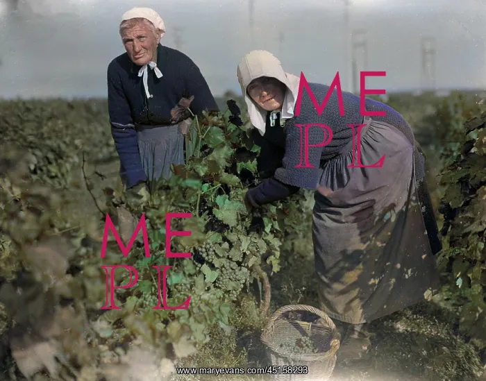 : OLD WOMEN GRAPE PICKERS : OLD WOMEN GRAPE PICKERS