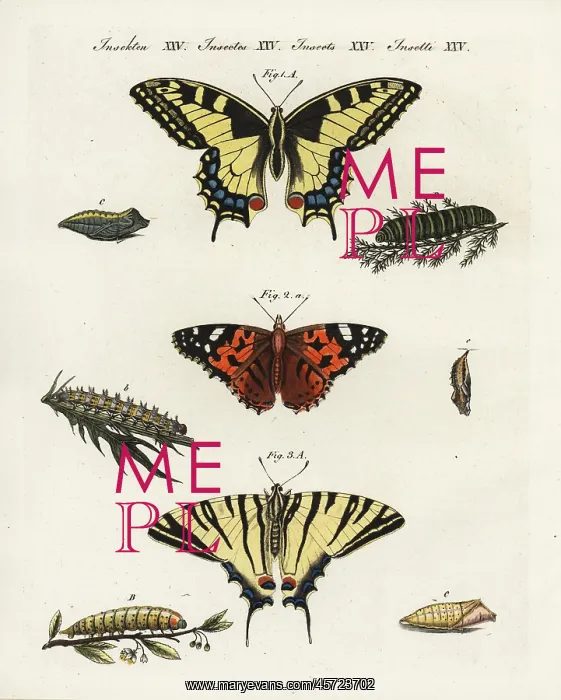 : Old world swallowtail, painted lady and scarce : Old world swallowtail, painted lady and scarce