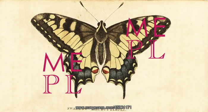 : Old World swallowtail, Papilio machaon : Old World swallowtail, Papilio machaon