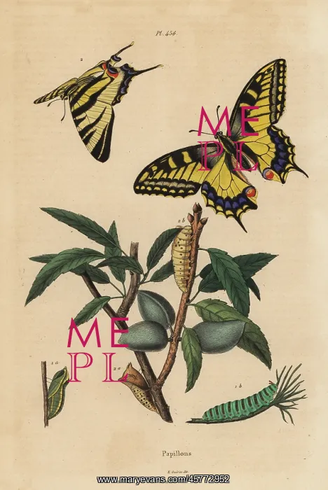 : Old World swallowtail and scarce swallowtail, larva and pupa : Old World swallowtail and scarce swallowtail, larva and pupa