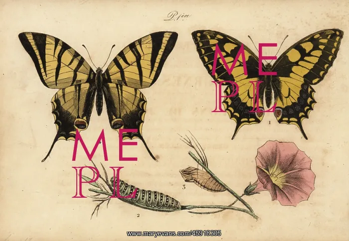 : Old World swallowtail and scarce swallowtail : Old World swallowtail and scarce swallowtail