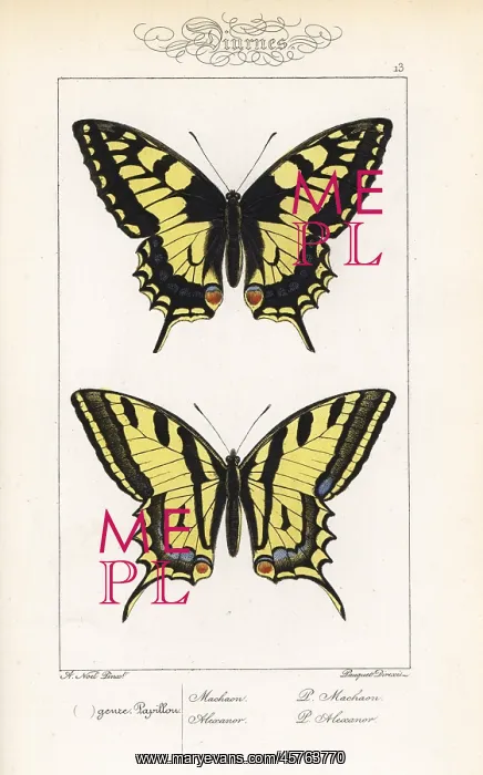 : Old World swallowtail and southern swallowtail : Old World swallowtail and southern swallowtail
