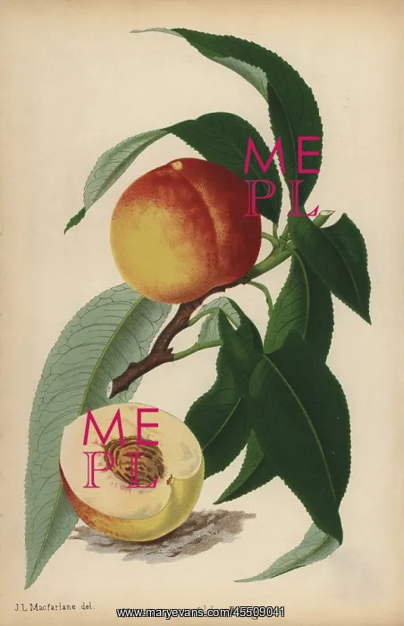 : Oldenberg nectarine, Prunus persica cultivar : Oldenberg nectarine, Prunus persica cultivar