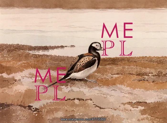  : Oldsquaw, Clangula hyemalis