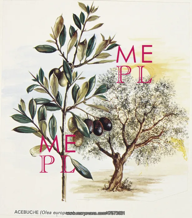 : Olea europaea, acebuche : Olea europaea, acebuche