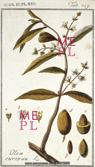 : Olea europaea, acebuche : Olea europaea, acebuche