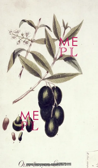: Olea europaea, acebuche : Olea europaea, acebuche