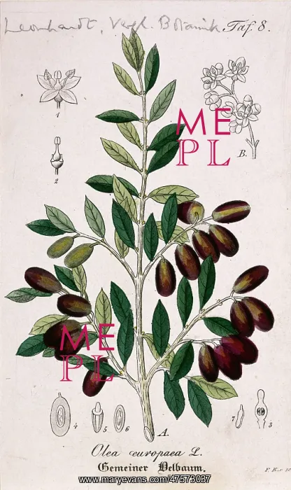 : Olea europaea, olive : Olea europaea, olive