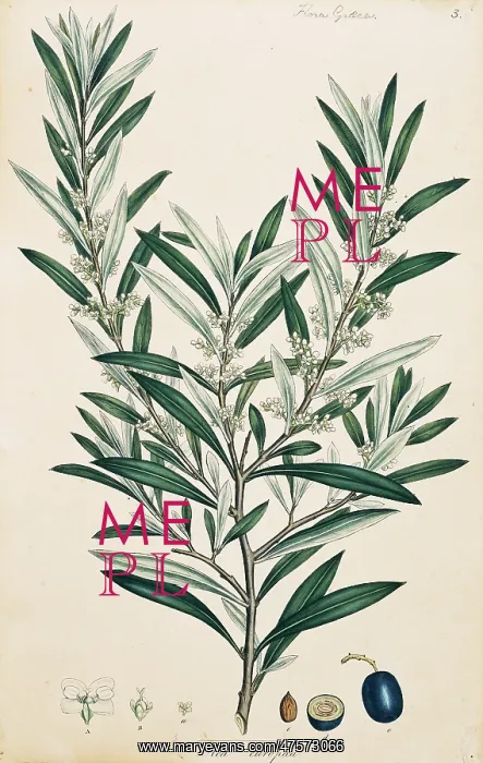 : Olea europaea, olive : Olea europaea, olive