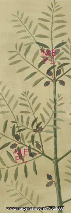 : Olea europaea, olive : Olea europaea, olive