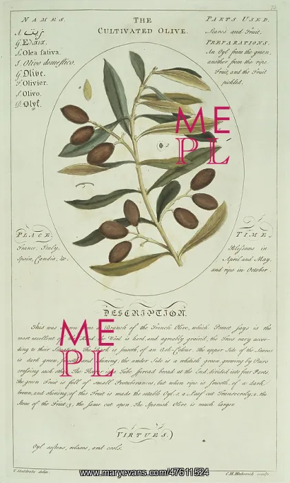 : Olea sp. olive : Olea sp. olive