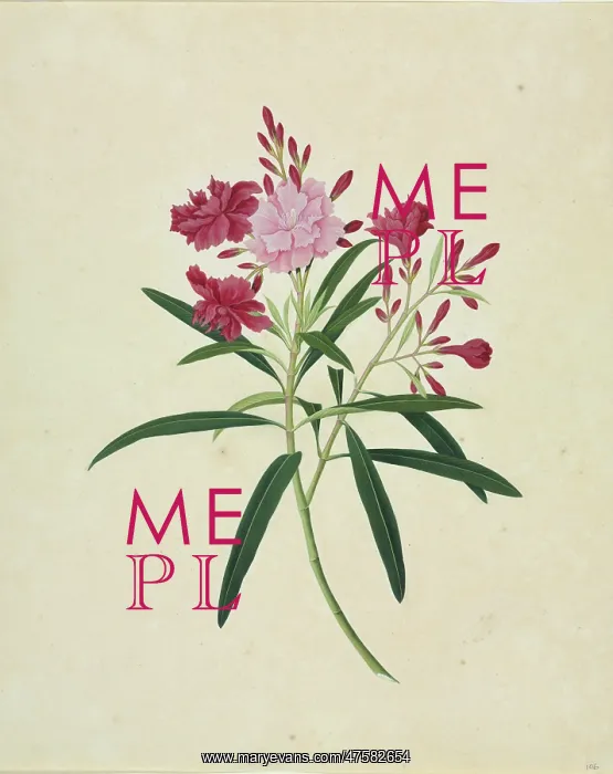 : Oleander cv : Oleander cv