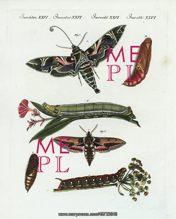 : Oleander hawk-moth and spurge hawk-moth : Oleander hawk-moth and spurge hawk-moth