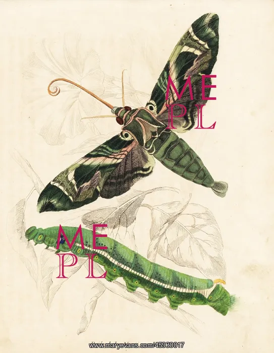 : Oleander hawkmoth, Daphnis nerii : Oleander hawkmoth, Daphnis nerii
