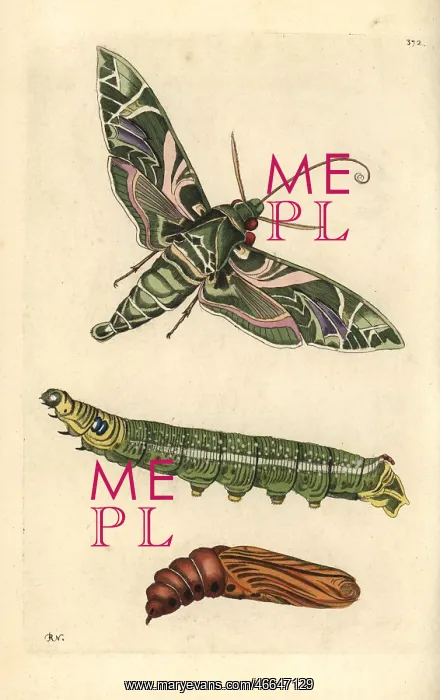 : Oleander hawkmoth, Daphnis nerii, moth, caterpillar and pupa : Oleander hawkmoth, Daphnis nerii, moth, caterpillar and pupa