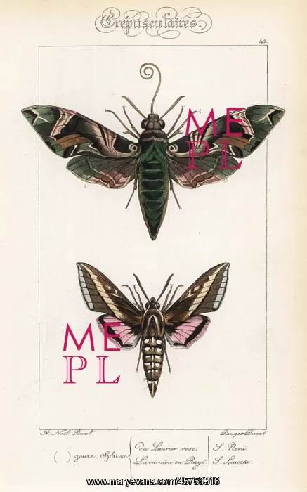: Oleander hawkmoth and hummingbird moth : Oleander hawkmoth and hummingbird moth