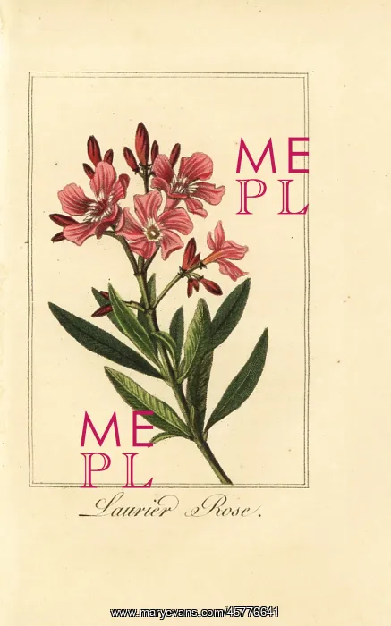 : Oleander, Laurier-rose, Nerium oleander : Oleander, Laurier-rose, Nerium oleander
