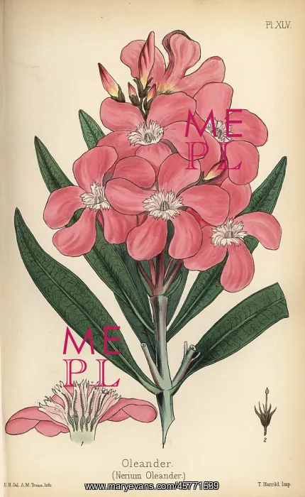 : Oleander, Nerium oleander : Oleander, Nerium oleander