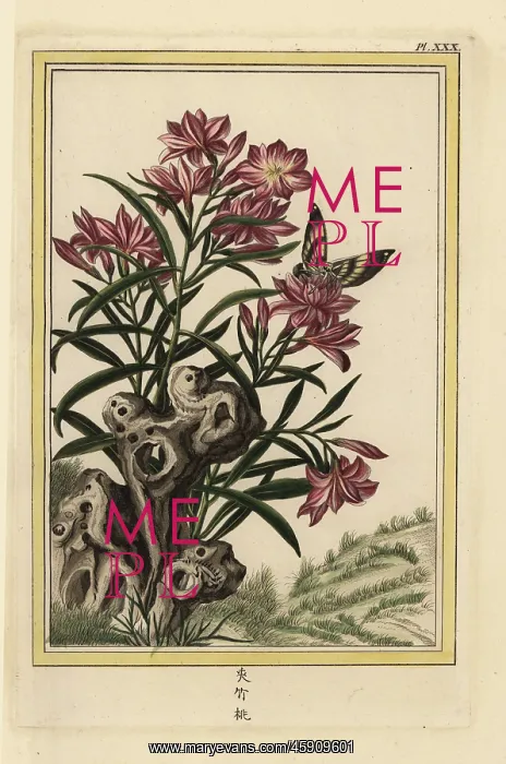 : Oleander, Nerium oleander : Oleander, Nerium oleander