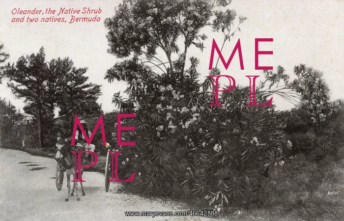  : Oleander Tree in full bloom, Bermuda and a donkey cart