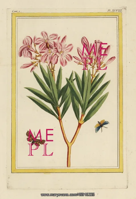 : Oleander tree, Nerium oleander : Oleander tree, Nerium oleander